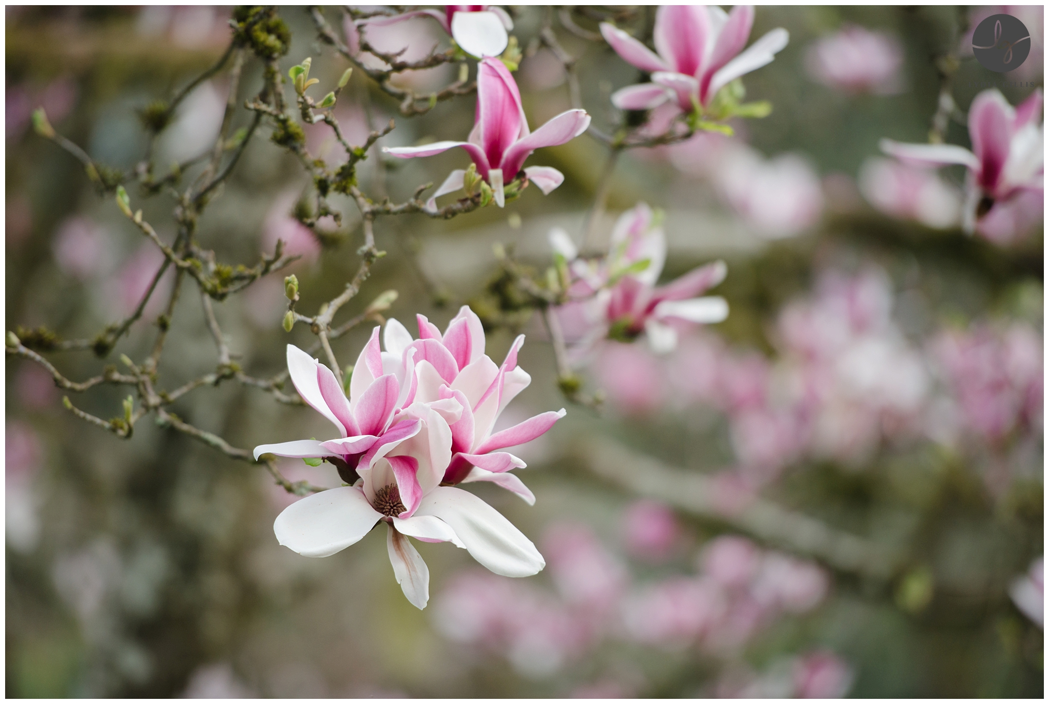 photos of magnolias at Hendricks Park