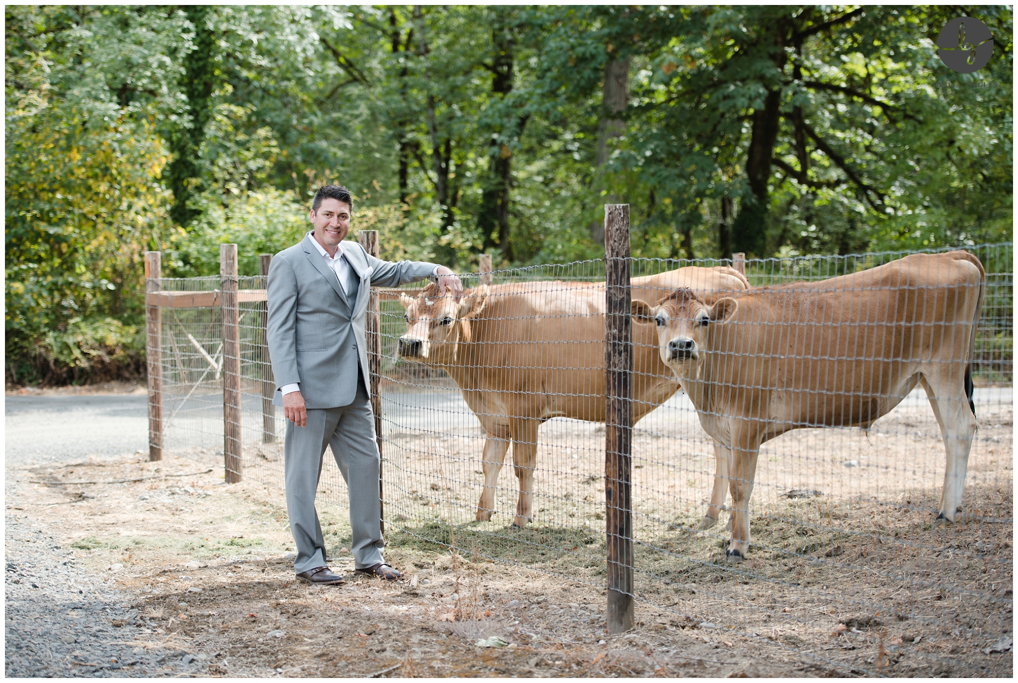 photos of groom in a gray suit with with cows in Eugene, Oregon. Photographed by Eugene wedding photography, Lydia Gillis Photography
