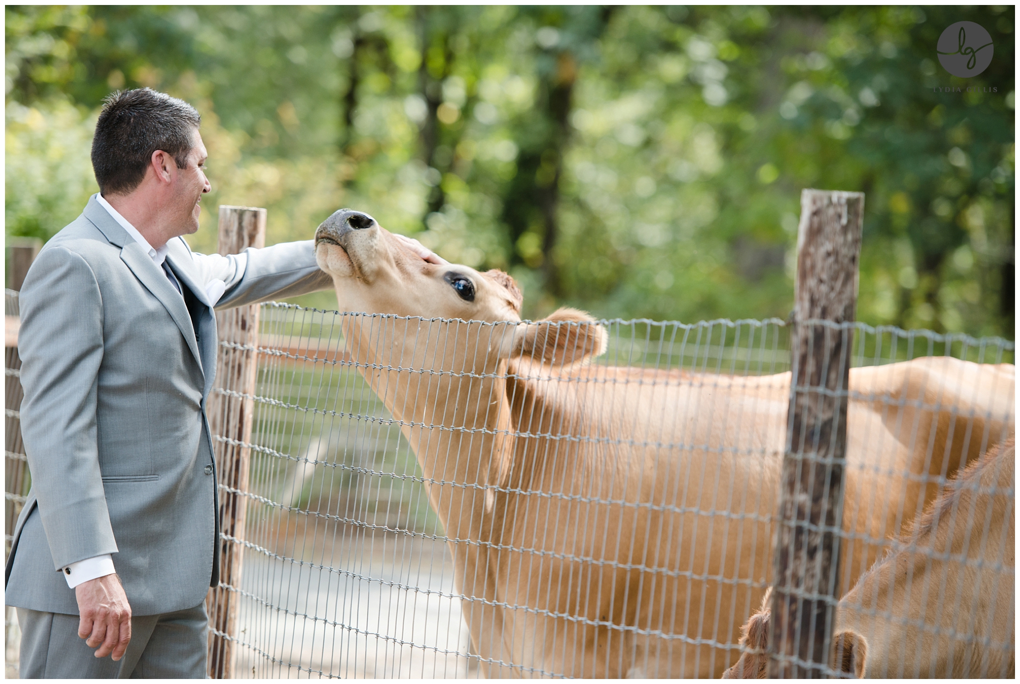 photos of groom in a gray suit with with cows in Eugene, Oregon. Photographed by Eugene wedding photography, Lydia Gillis Photography